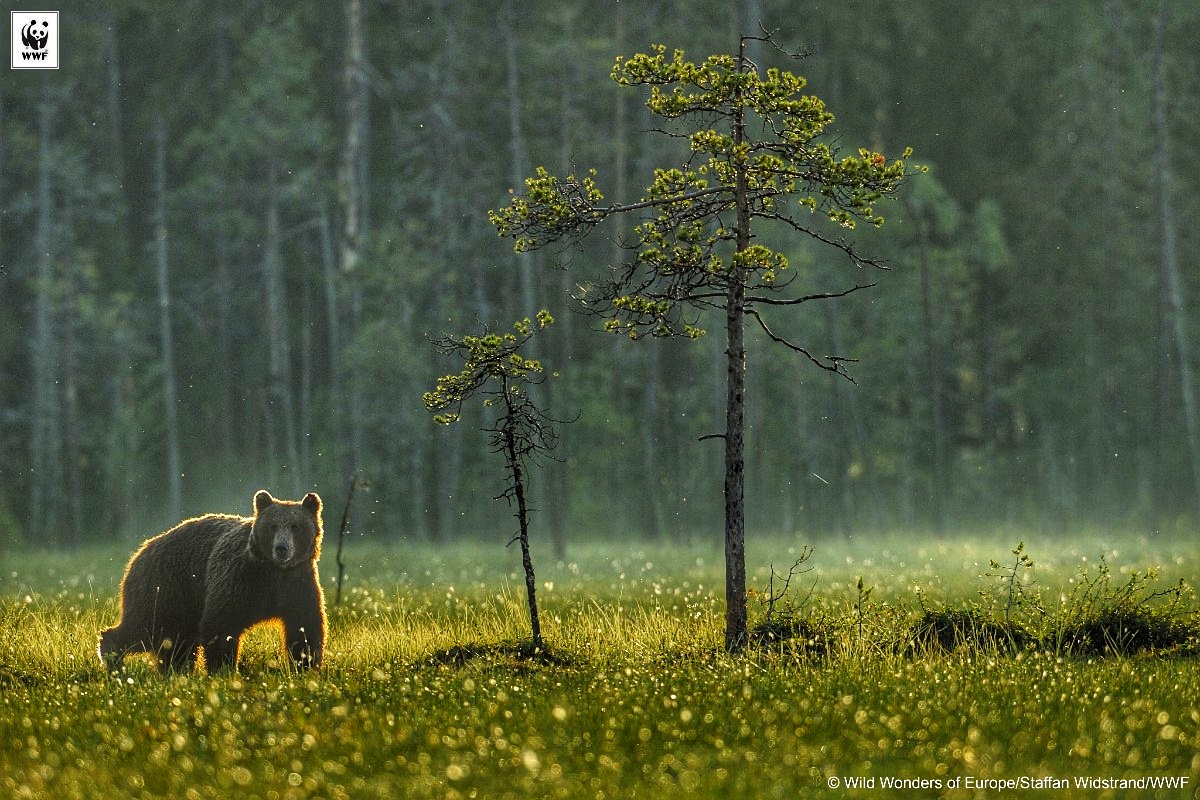 Brown Bear Copyright Wild Wonders Of Europe Staffan Widstrand WWF Copy 1200x800 01