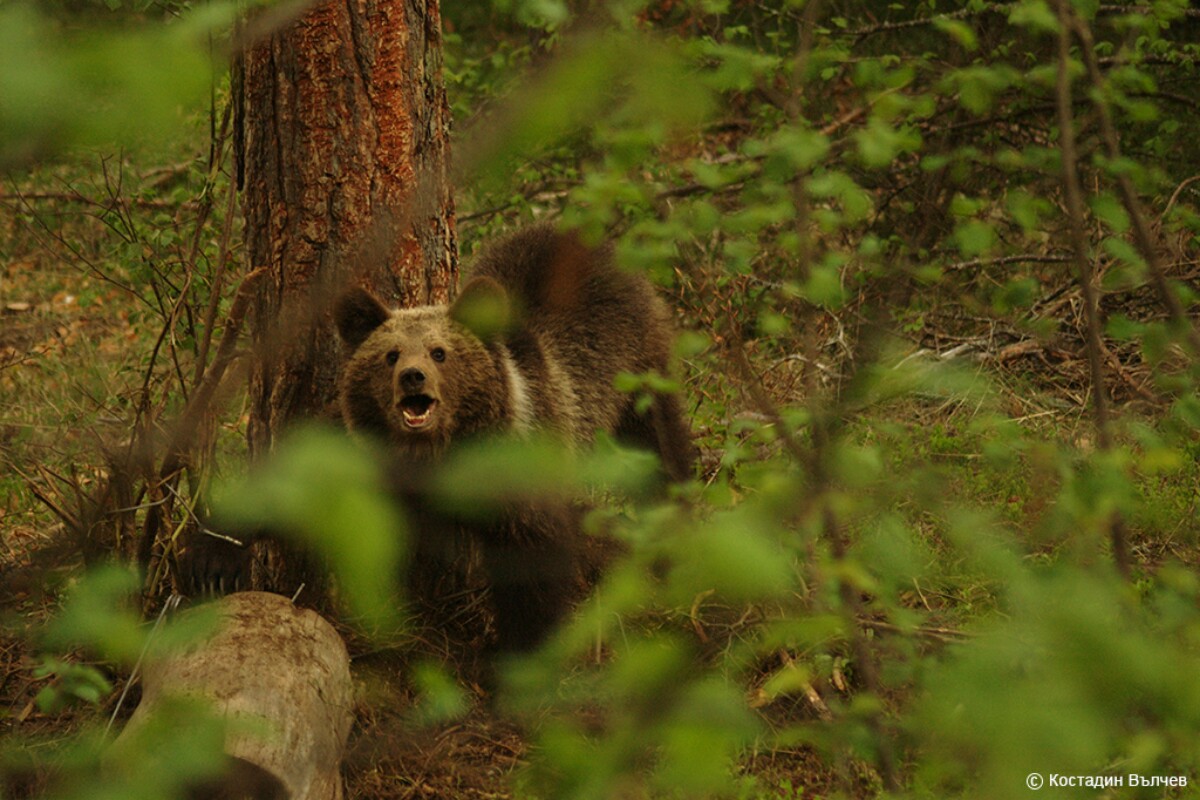 Brown Bear C Kostadin Valchev 1200x800