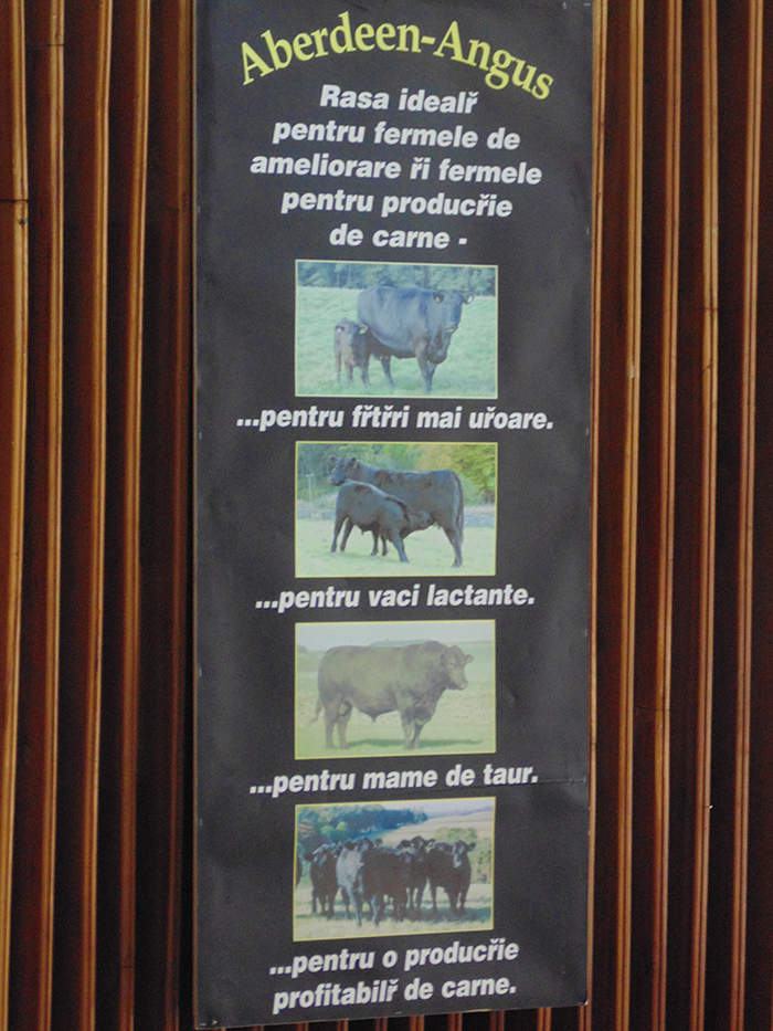 aberdeen angus