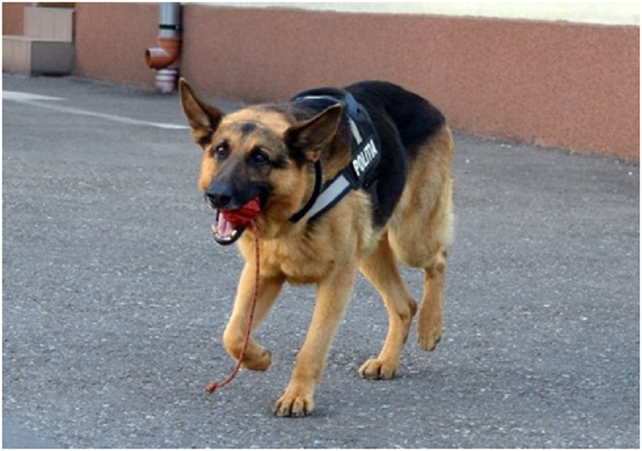 Caine Politie Bihor