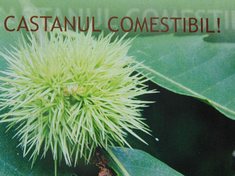 castanul comestibil