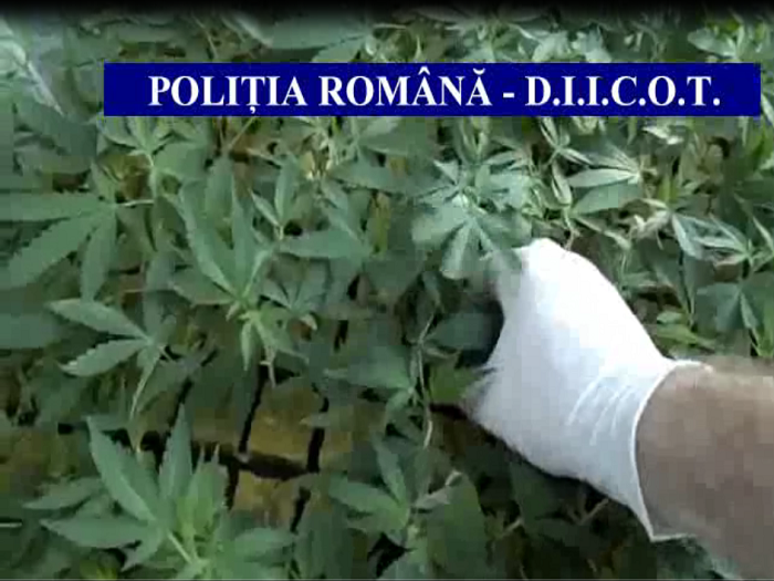 Cultura Cannabis Maramures1