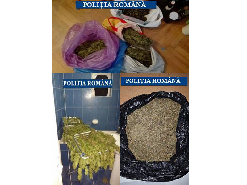 Culturi Canabis