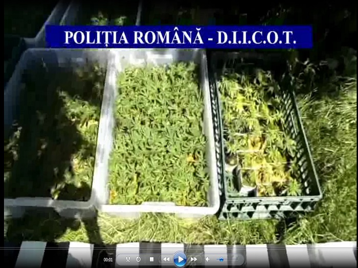Culturi Cannabis Maramures