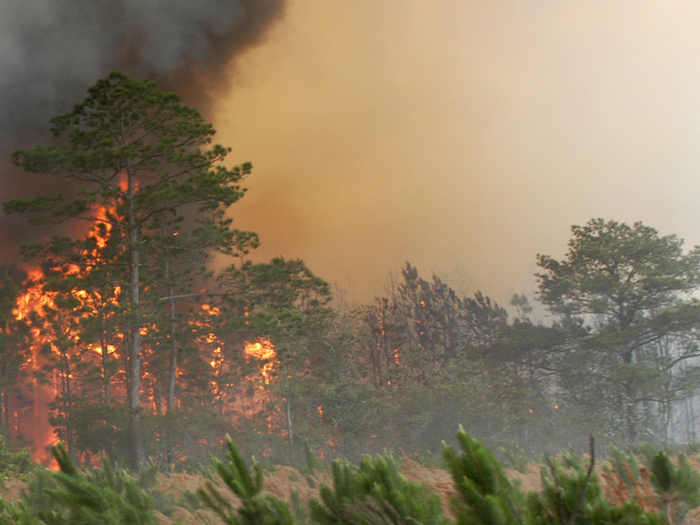 incendiu padure copy