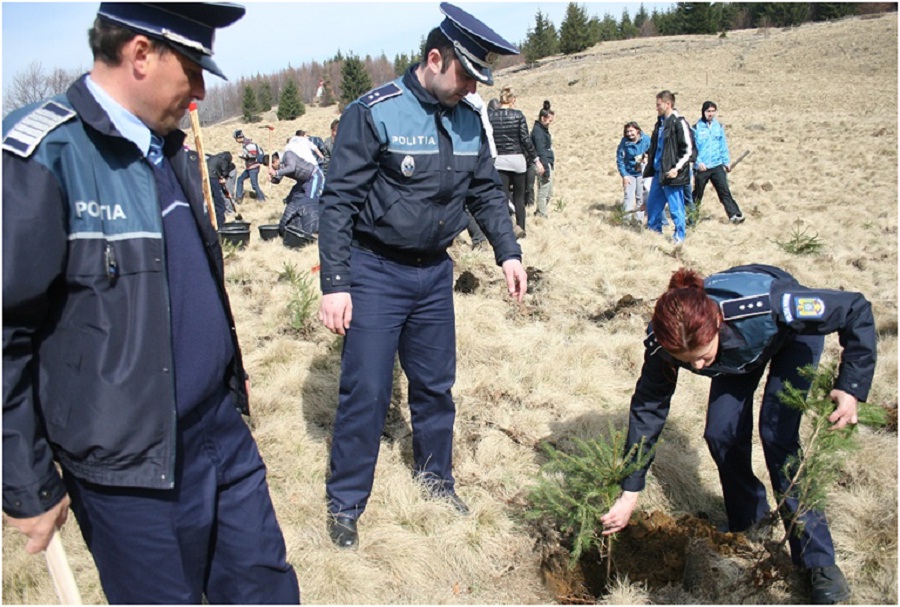 Politisti Plantare Copaci