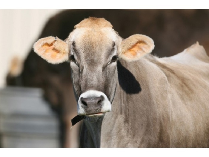 Vaca Schwyz